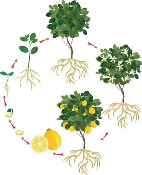 Lemon Tree Growth Stages - An Ultimate Guide - The Plant Bible