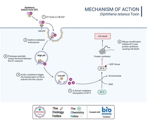 Protein Synthesis Inhibitors- Definition, Examples, Inhibition, Resistance