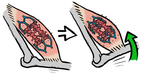 Muscle Contraction Animation