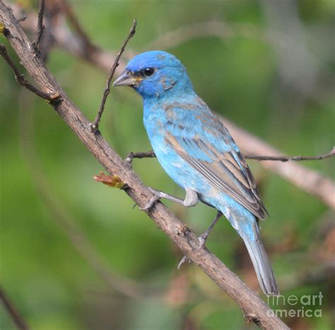 Male Indigo Bunting Photograph by Ruth Housley