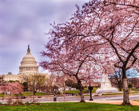 Washington Dc Cherry Blossoms Wallpaper / Washington DC Cherry Blossom ...