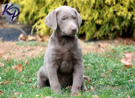 23 best Silver lab puppy images on Pinterest | Silver lab puppies ...