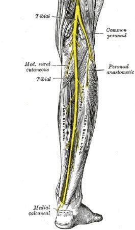 Tibial Nerve Innervation, Branches & Function | Study.com