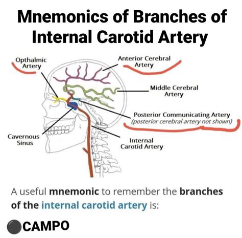 Branches Of Internal Carotid Artery