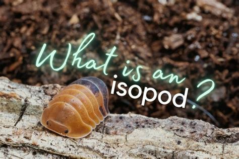 What Are Isopods? Crustacean Critters Explained!