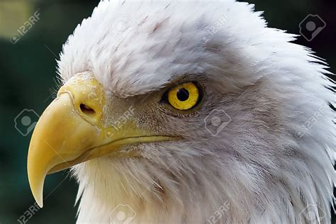 Extreme Close Up of Face of American Bald Eagle with Glowing Yellow ...