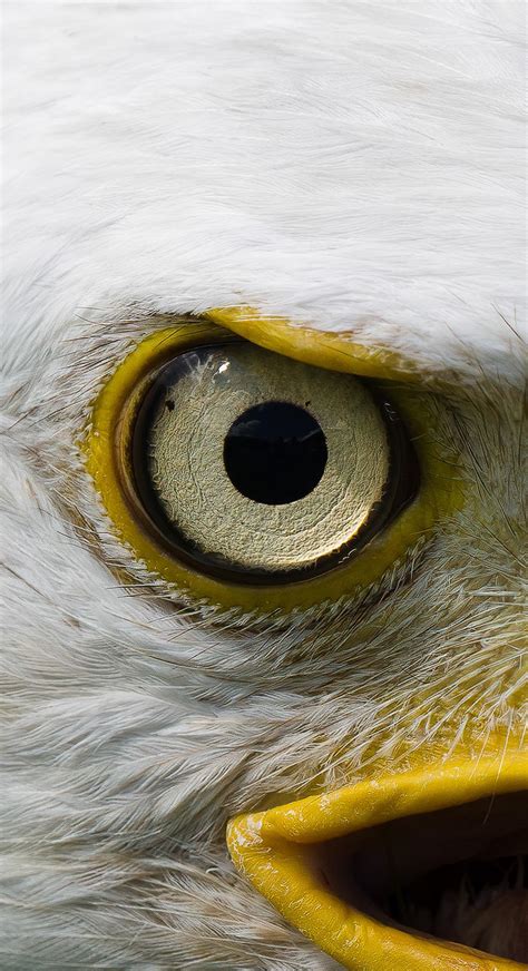 Eagle Eye