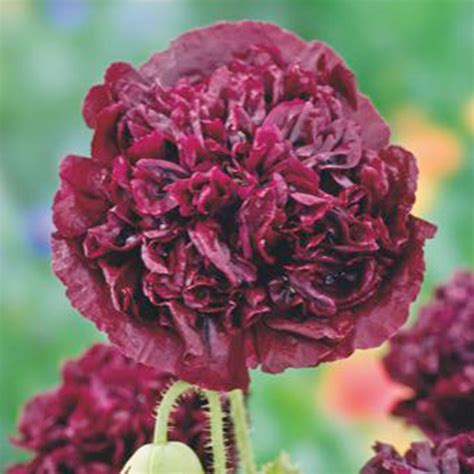 Buy flower seed now Poppy 'Black Paeony' purple 1 m² - Flower seeds ...