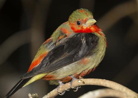 Male Scarlet Tanager Photograph by Gerald Murray Photography