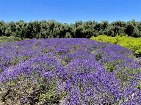 Lavender Fields at 123 Farm — California By Choice