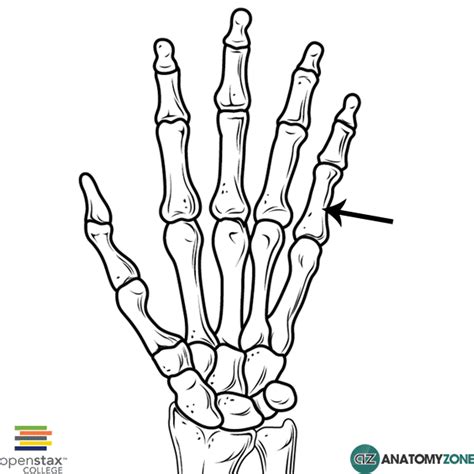 Proximal Phalanx • Musculoskeletal, Skeletal • AnatomyZone