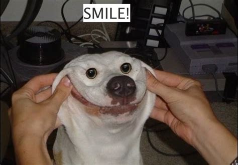 Smile dog :) | Funny animal photos, Smiling dogs, Funny animal memes