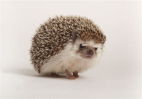 How to Care for Pet Hedgehogs - Basic Hedgehog Care Guide