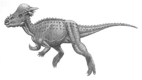 Pachycephalosauria | Fossil Wiki | Fandom