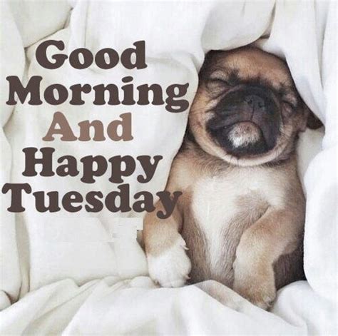 Happy Tuesday Meme Dog - starwarsdayworld