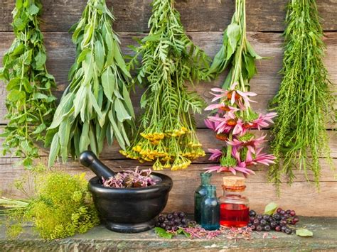 12 Healing Herbs You Need To Grow In Your Medicinal Garden