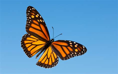 12 Monarch Butterfly HD Wallpapers | Background Images - Wallpaper Abyss