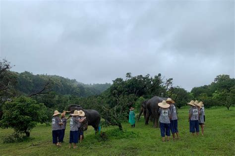 Chiang Mai Elephant Sanctuary - Elephant Sanctuary Chiang Mai