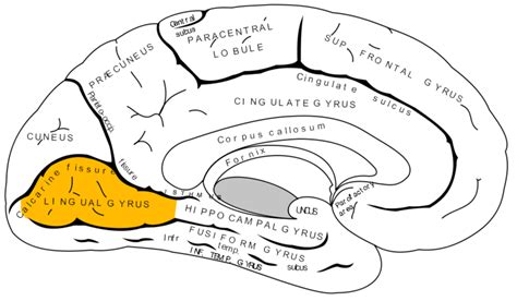 Gyrus lingual