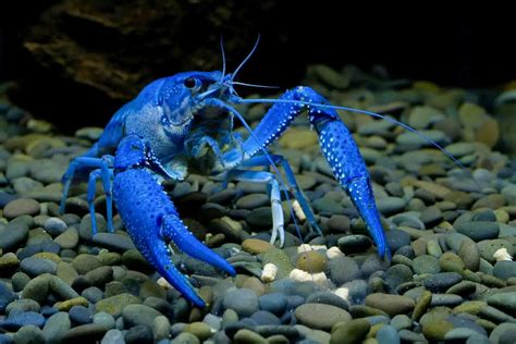 11 Types of Crayfish (Freshwater Crustaceans) - Wildlife Informer