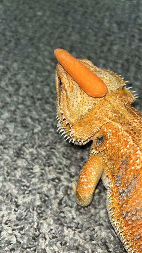 Bearded Dragon Decor : r/BeardedDragons