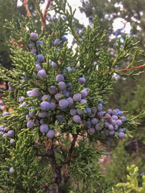 All About Juniper Berries: a Very Tasty Spice - Backyard Forager