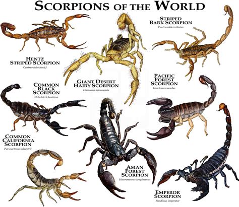 Emperor Scorpion Size