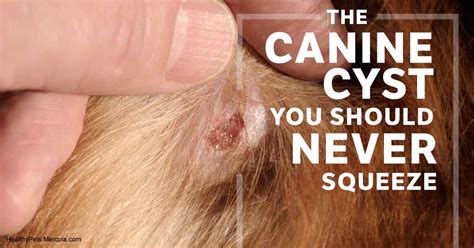 Why You Should Never Squeeze Your Dog's Sebaceous Cyst