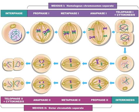 Stages of meiosis review | 2K plays | Quizizz