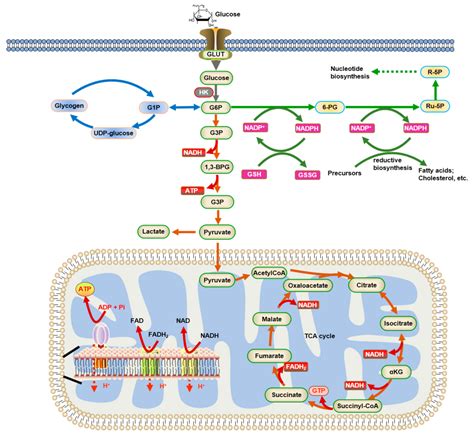 Glucose Transporter 1 Deficiency Syndrome And Other Glycolytic Defects ...