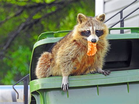 3 Steps for Raccoon Prevention | Critter Control of Tampa