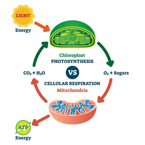 Cellular respiration-Science Animated Video | MooMooMath and Science