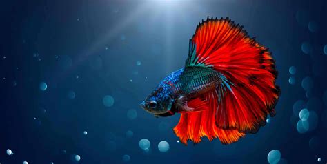 40 Facts About Betta Fish: The Siamese Fighting Fish - Facts.net