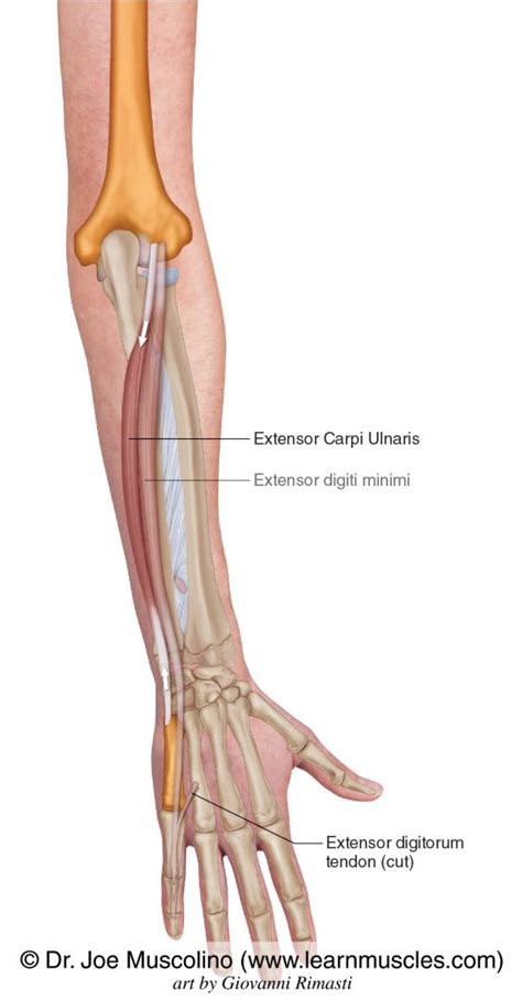 Extensor Carpi Ulnaris - Learn Muscles