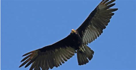 Meet the 7 New World Vulture Species - A-Z Animals