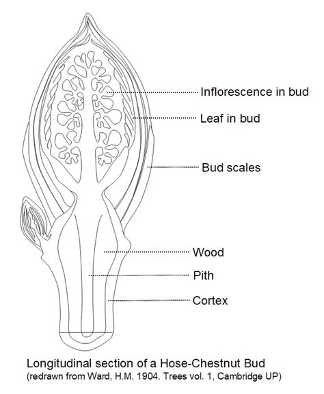 Plant Architecture - buds