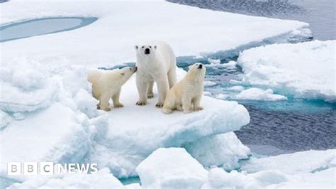 Climate change: 'Last refuge' for polar bears is vulnerable to warming ...