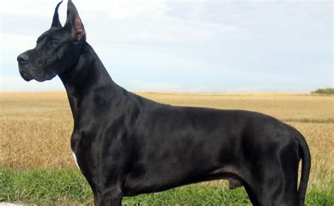 Types of Great Danes- The 7 Recognized variations - My Dogs Info