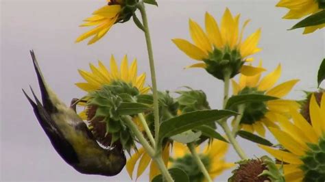 Do Birds Eat Bluebonnet Seeds? Trust The Answer - Musicbykatie.com