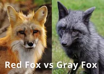 Red Fox vs Gray Fox, Differences, and How to Tell Them Apart