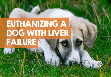 When to Euthanize a Dog with Liver Failure? What I Learned