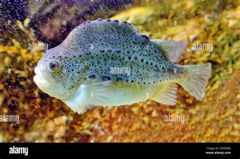 Lumpsucker or lumpfish Cyclopterus lumpus Stock Photo - Alamy