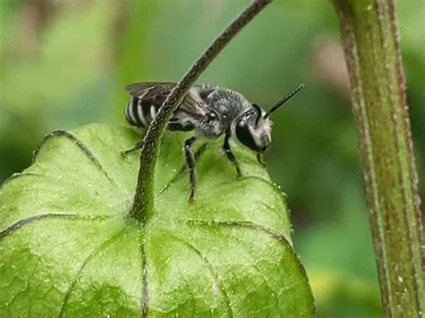 26 Black and White Bees (Pictures And Identification)