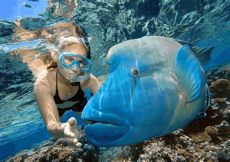 Great Barrier Reef Snorkeling Airlie Beach Trips and Tours