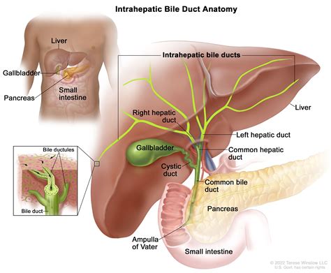 Bile Duct Cancer (Cholangiocarcinoma) | Vanderbilt-Ingram Cancer Center