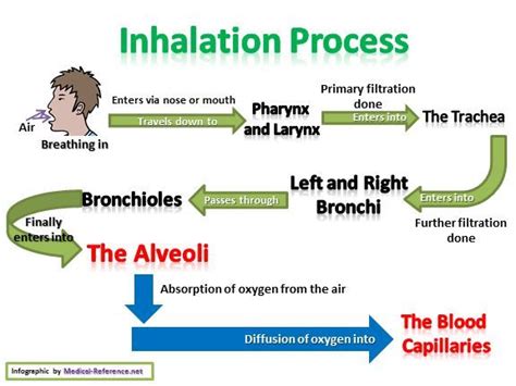 How does the Respiratory System Work? | Respiratory system anatomy ...