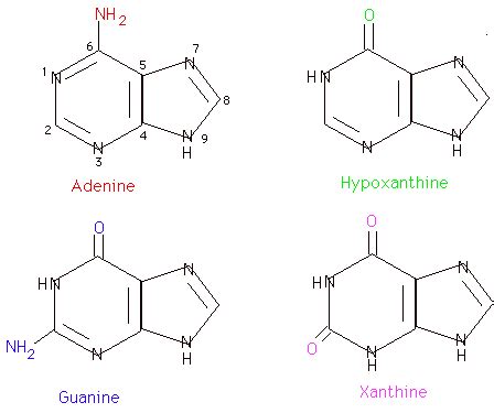 Purine Pyrimidine Metabolism