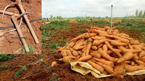 Carrot harvesting | Commercial Carrot Farming | vegetable farm - YouTube