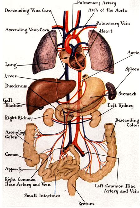 Diagram Of Internal Organs