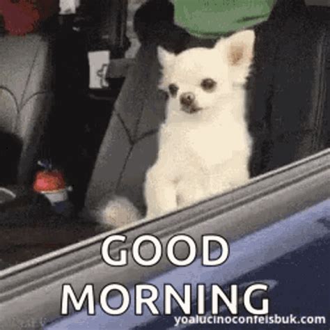 Good Morning Meme Funny Gif - Funny PNG